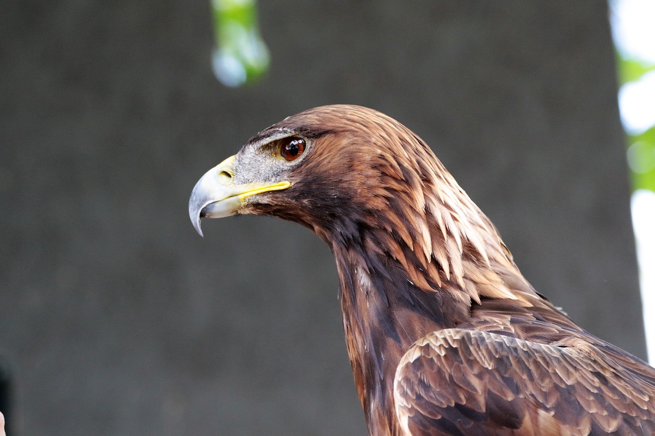 golden eagle eagle golden free photo