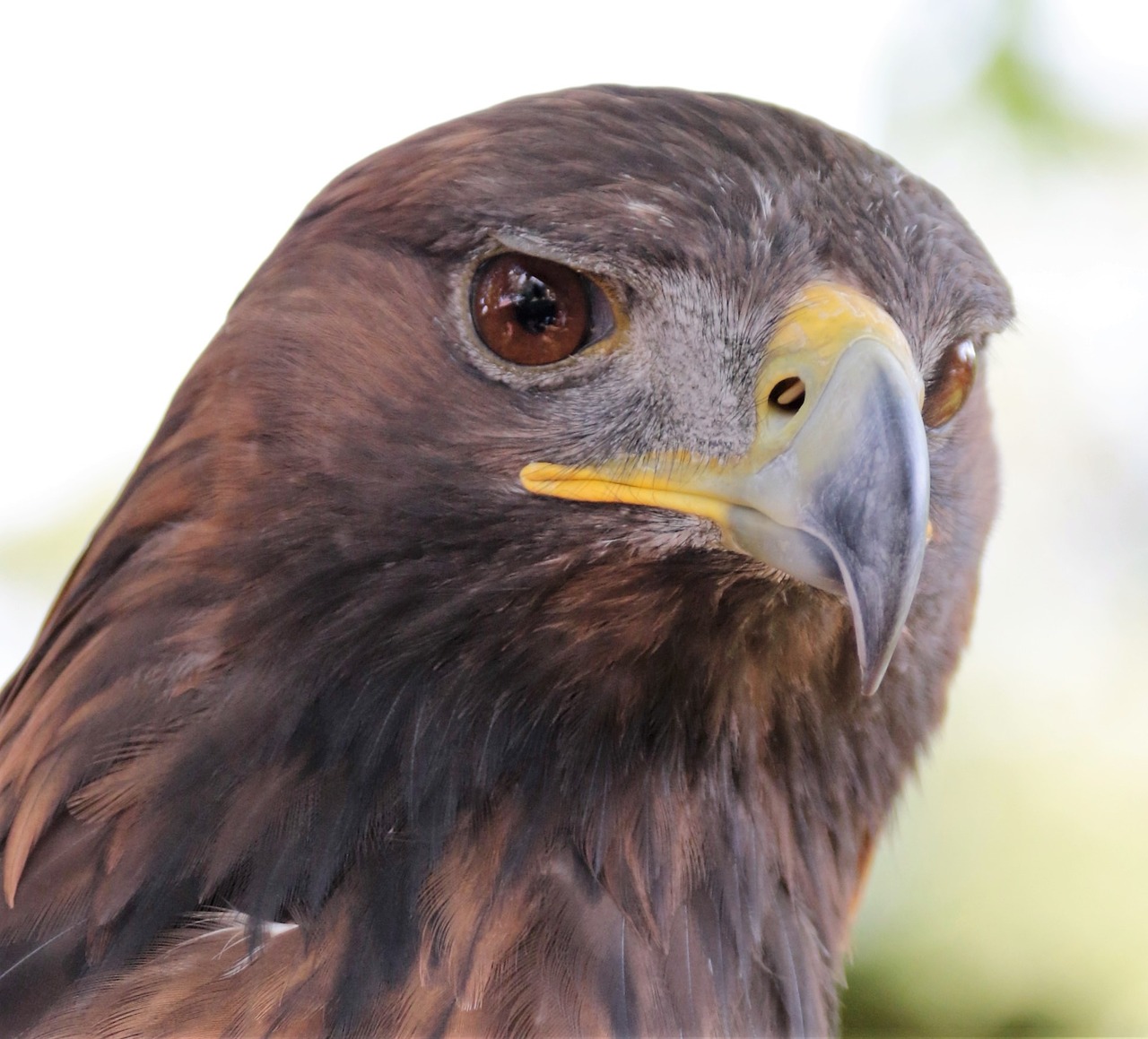 golden eagle eagle golden free photo