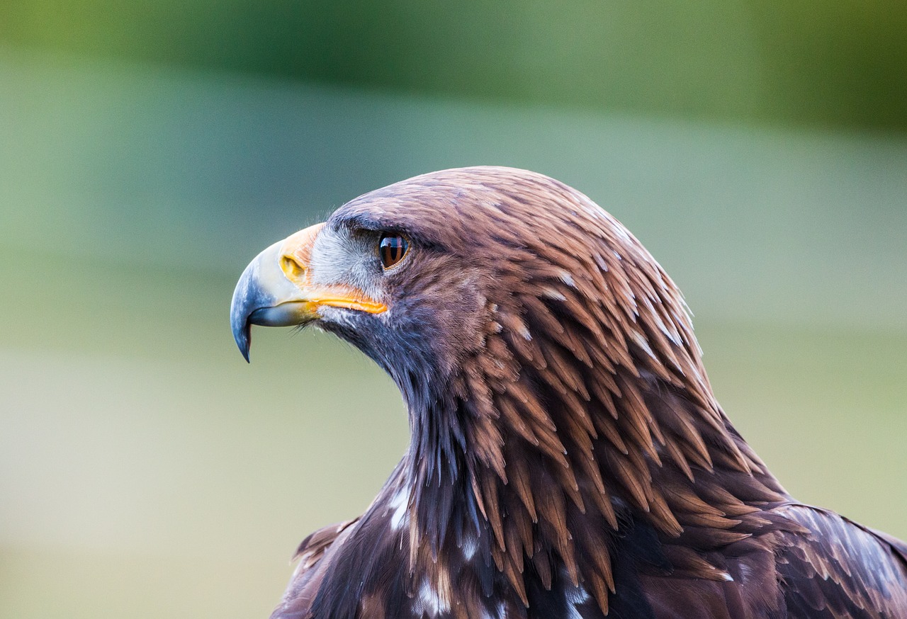 golden eagle adler bird free photo