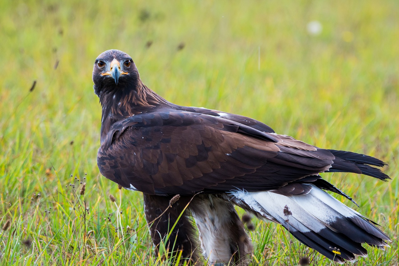 golden eagle adler bird free photo