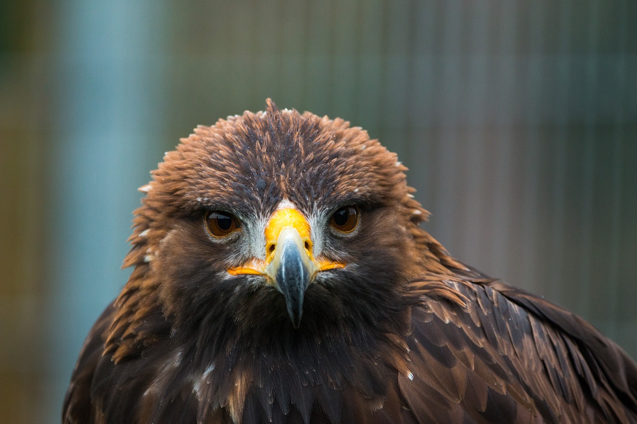 golden eagle adler bird free photo