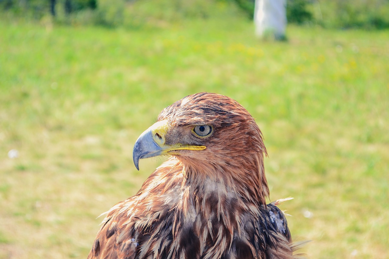 golden eagle kazakhstan borovoye free photo
