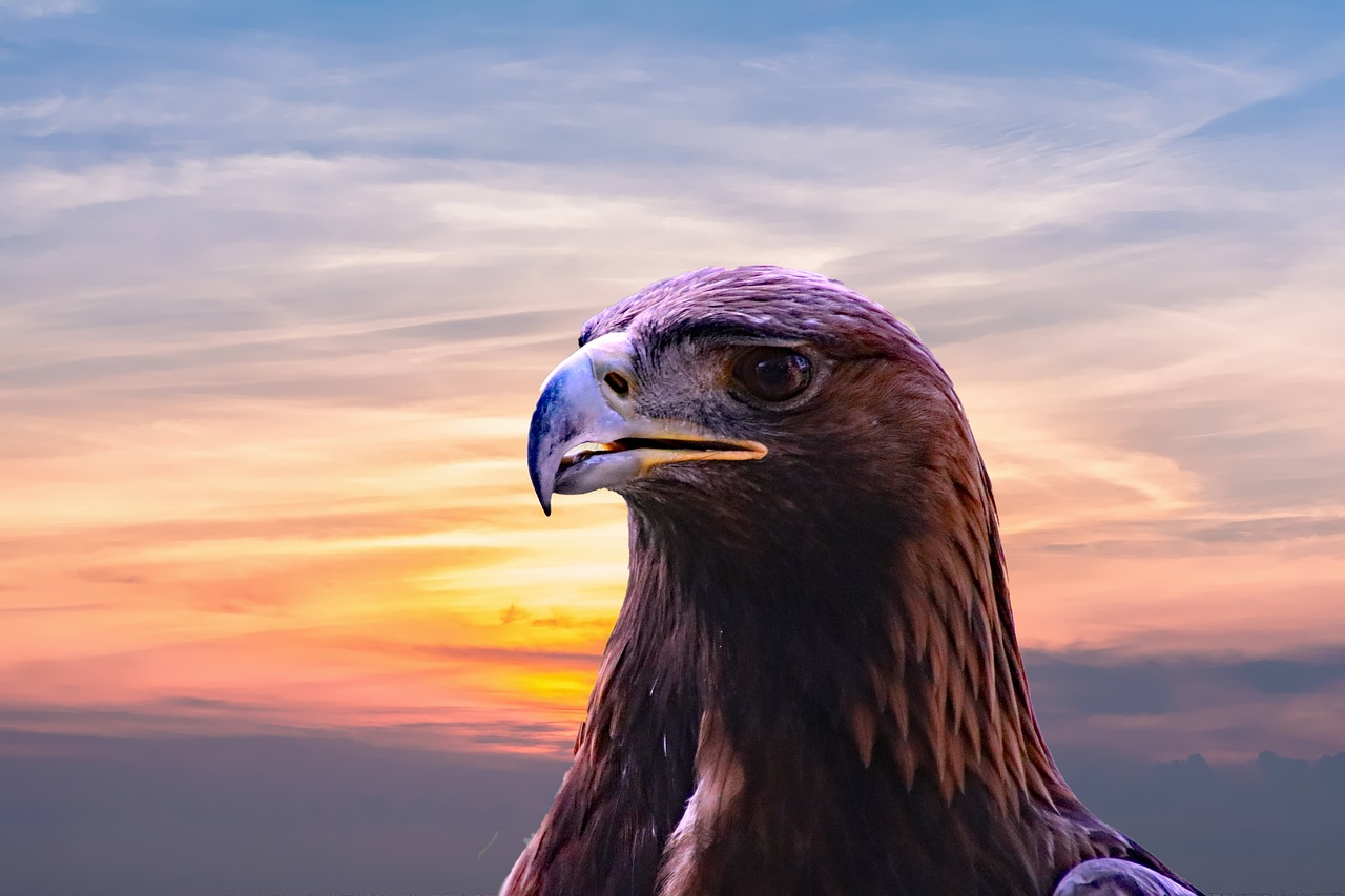 golden eagle eagle bird free photo