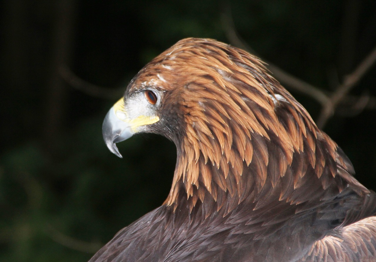 golden eagle adler bird of prey free photo