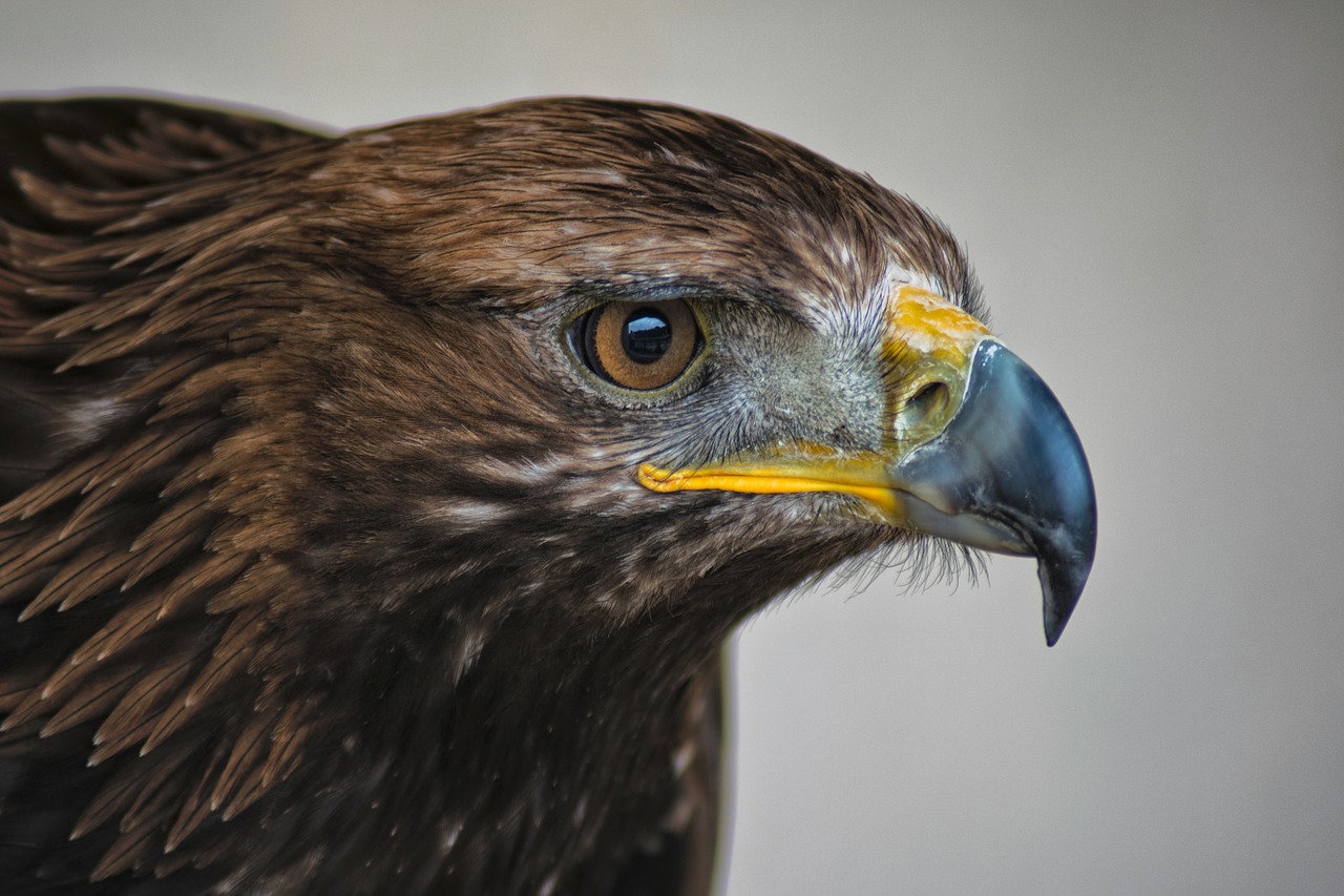 golden eagle bird of prey scotland free photo