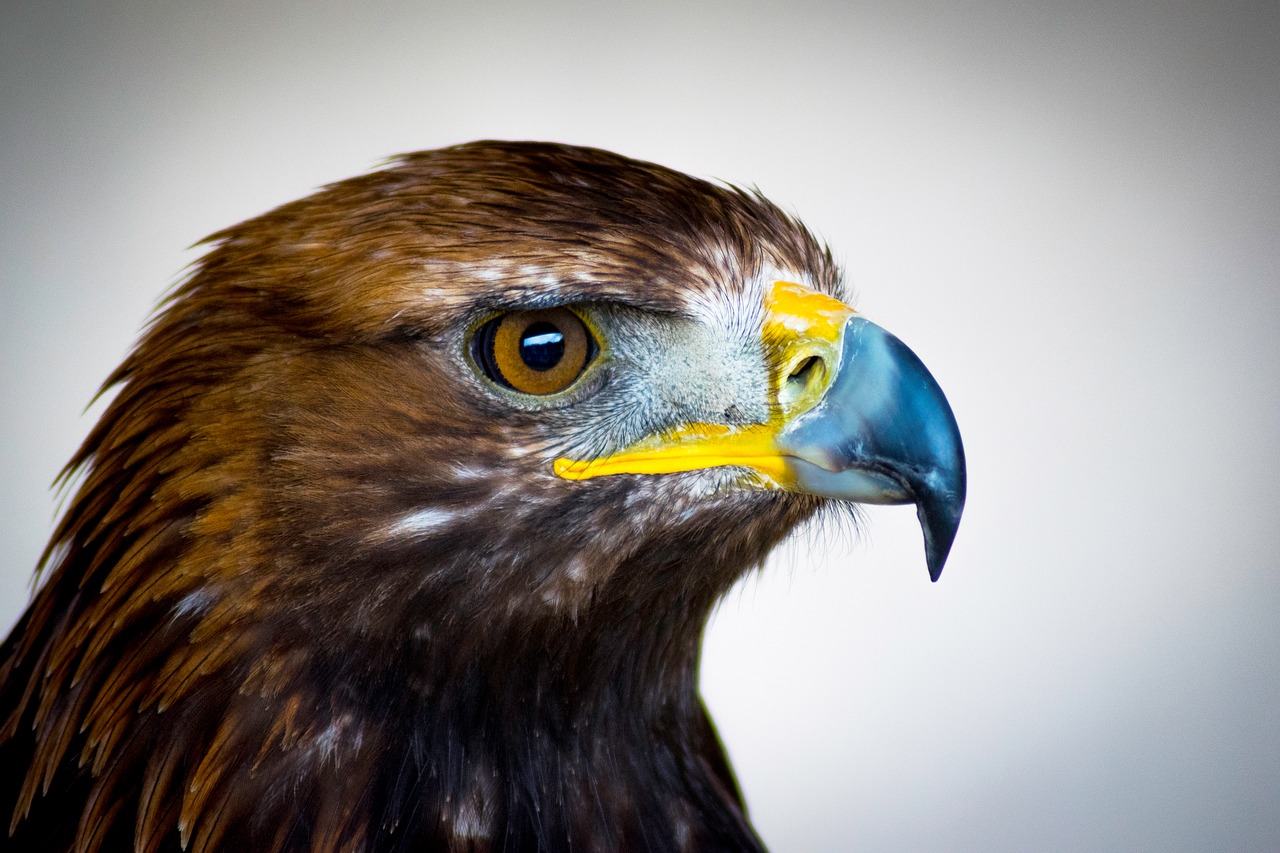 golden eagle bird of prey scotland free photo