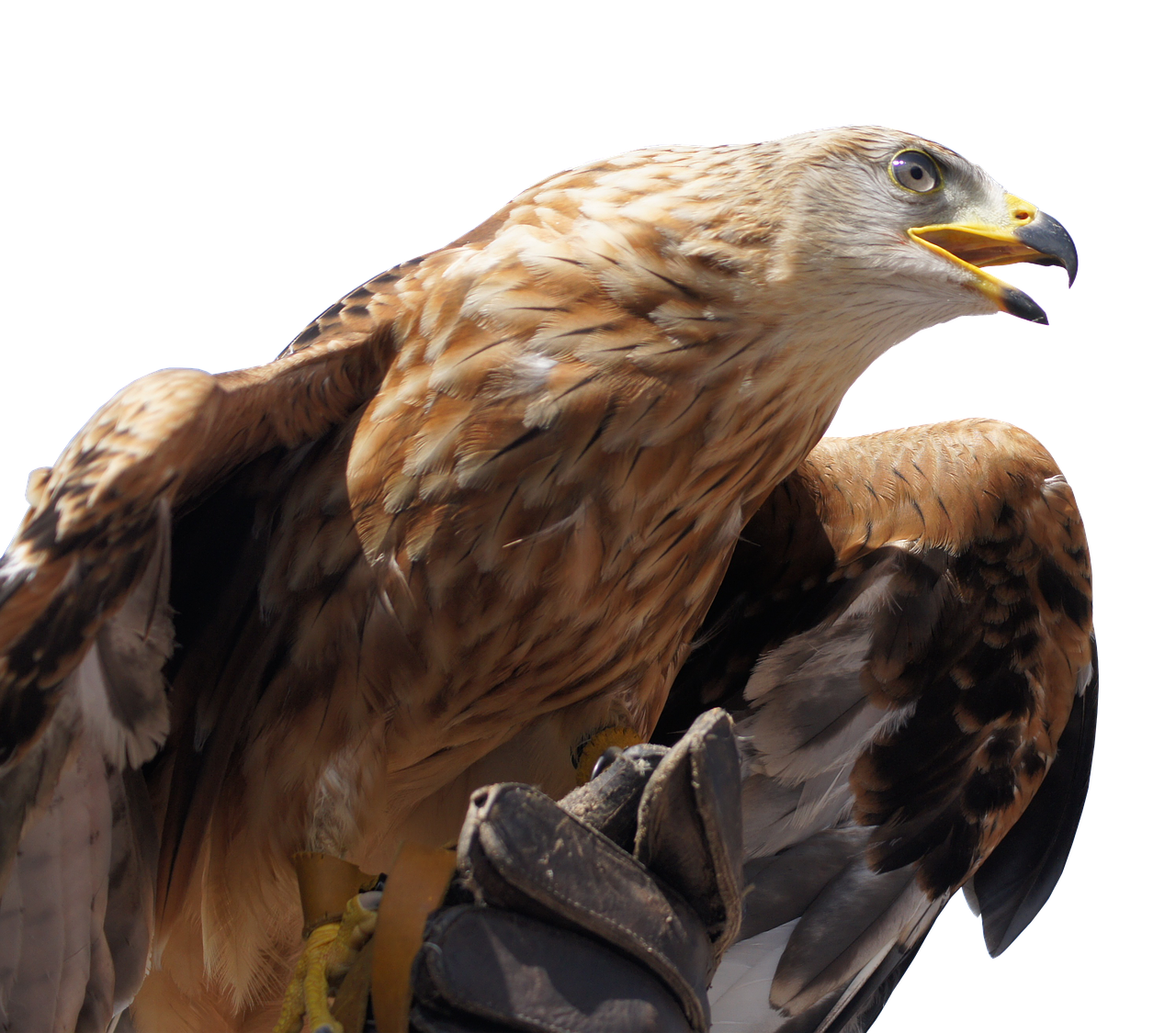 golden eagle animal bird free photo