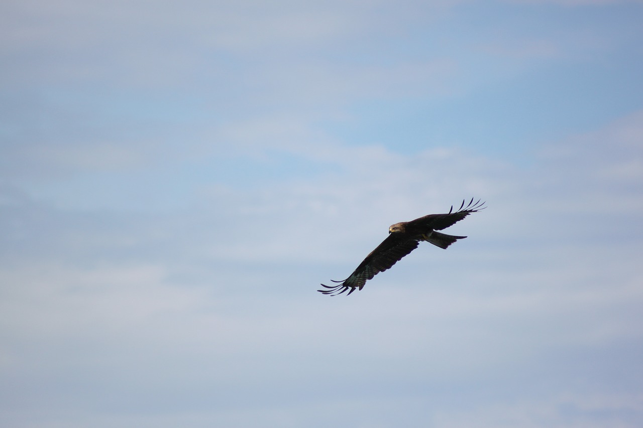 golden eagle bird flight free photo