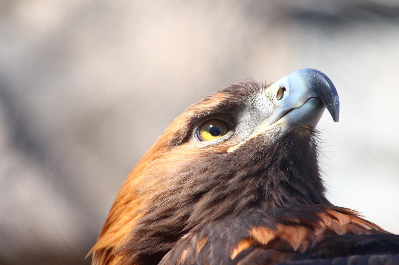 golden eagle  aquila chrysaetos  living nature free photo