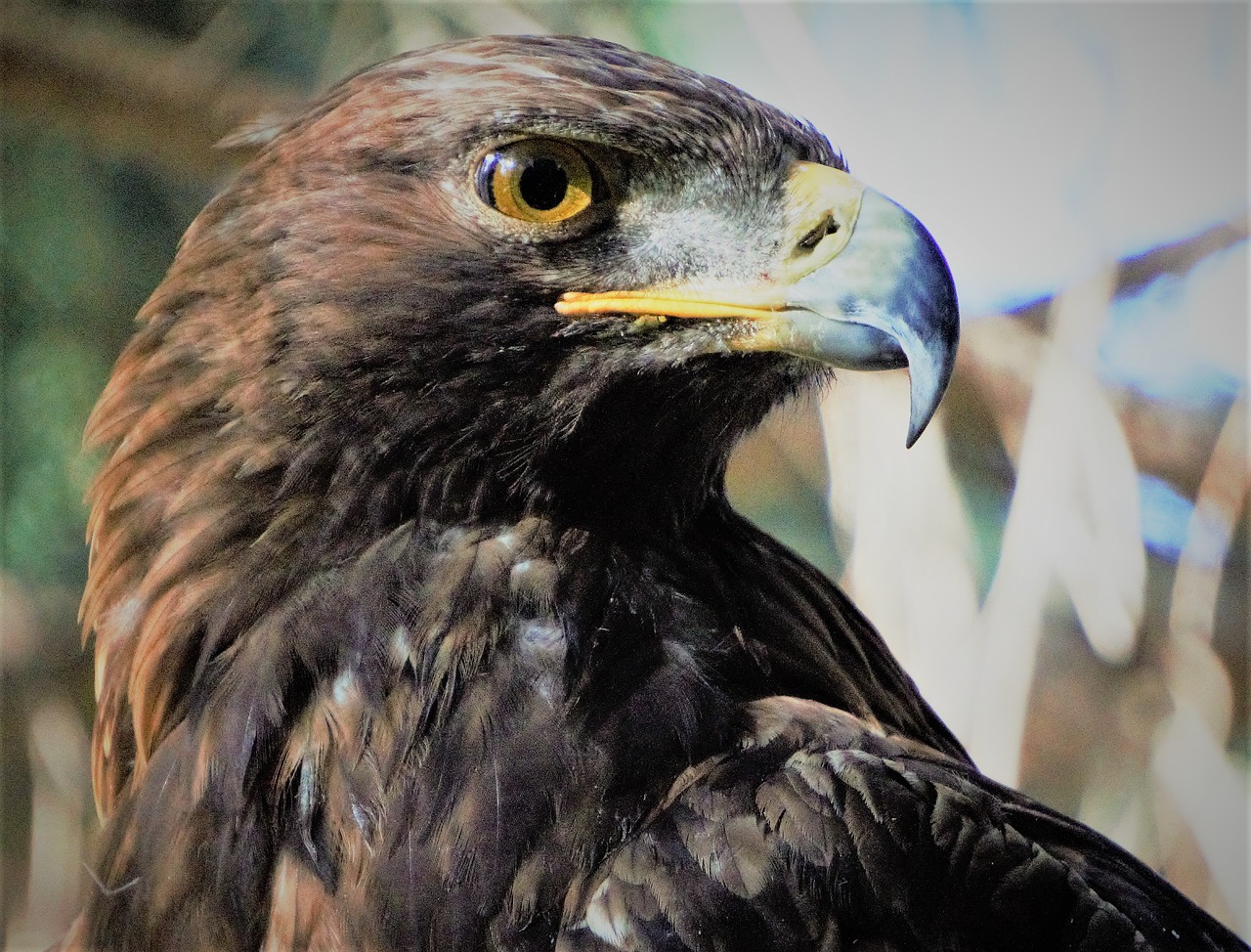 golden eagle  bird  wi free photo