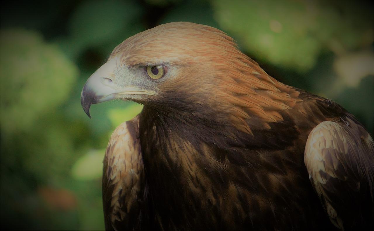 golden eagle  bird  wi free photo