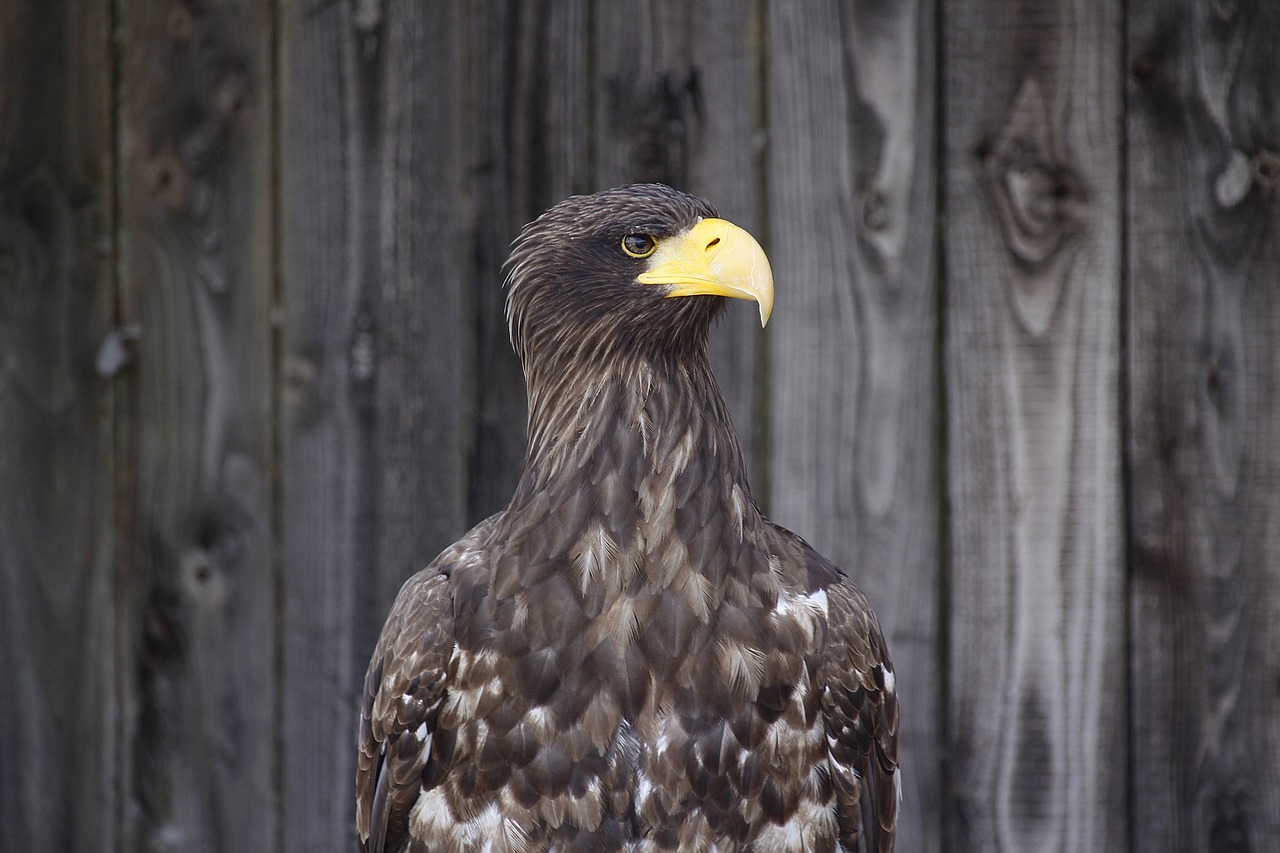 golden eagle  animal  bird free photo