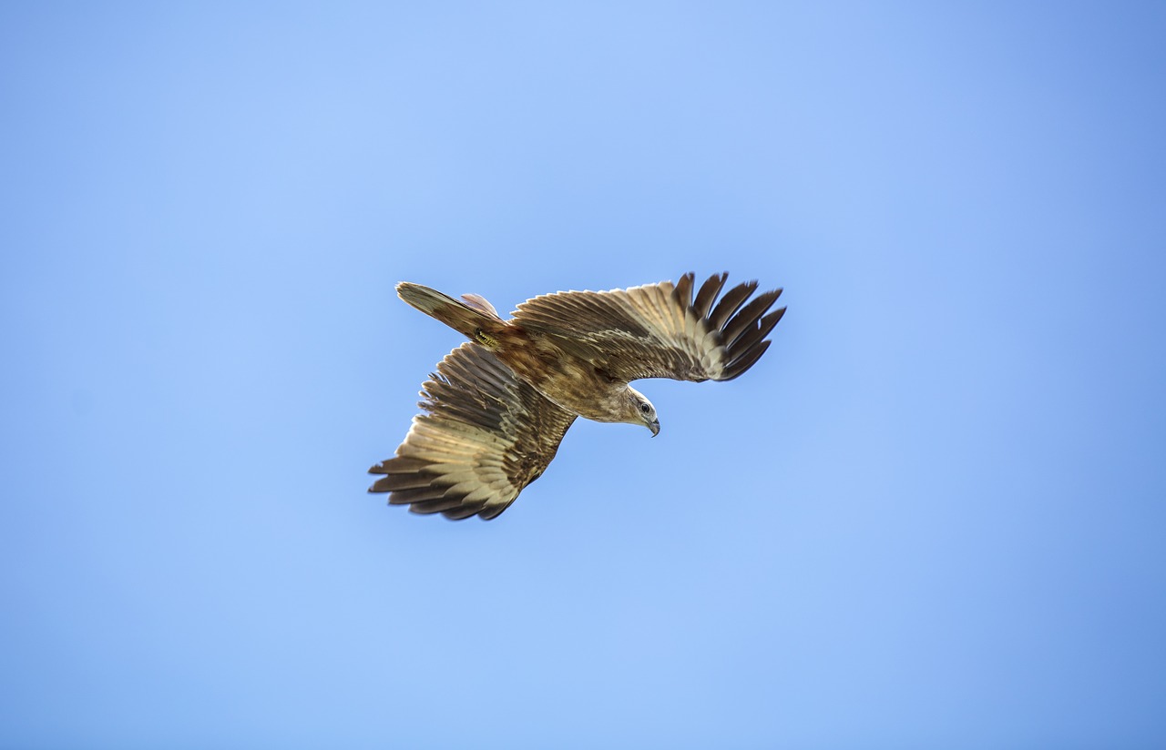 golden eagle  sky  bird free photo