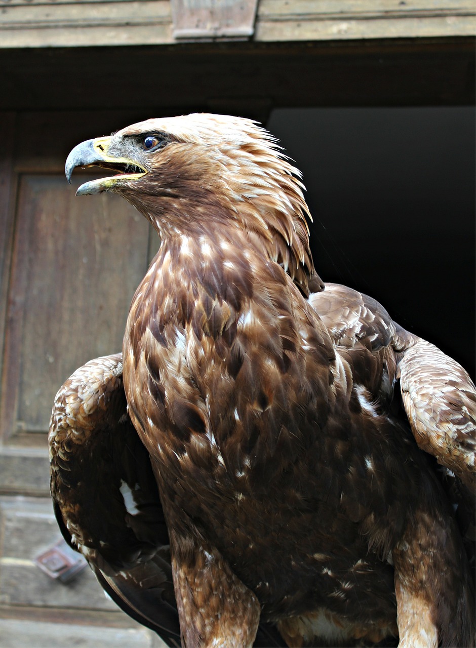 golden eagle adler raptor free photo