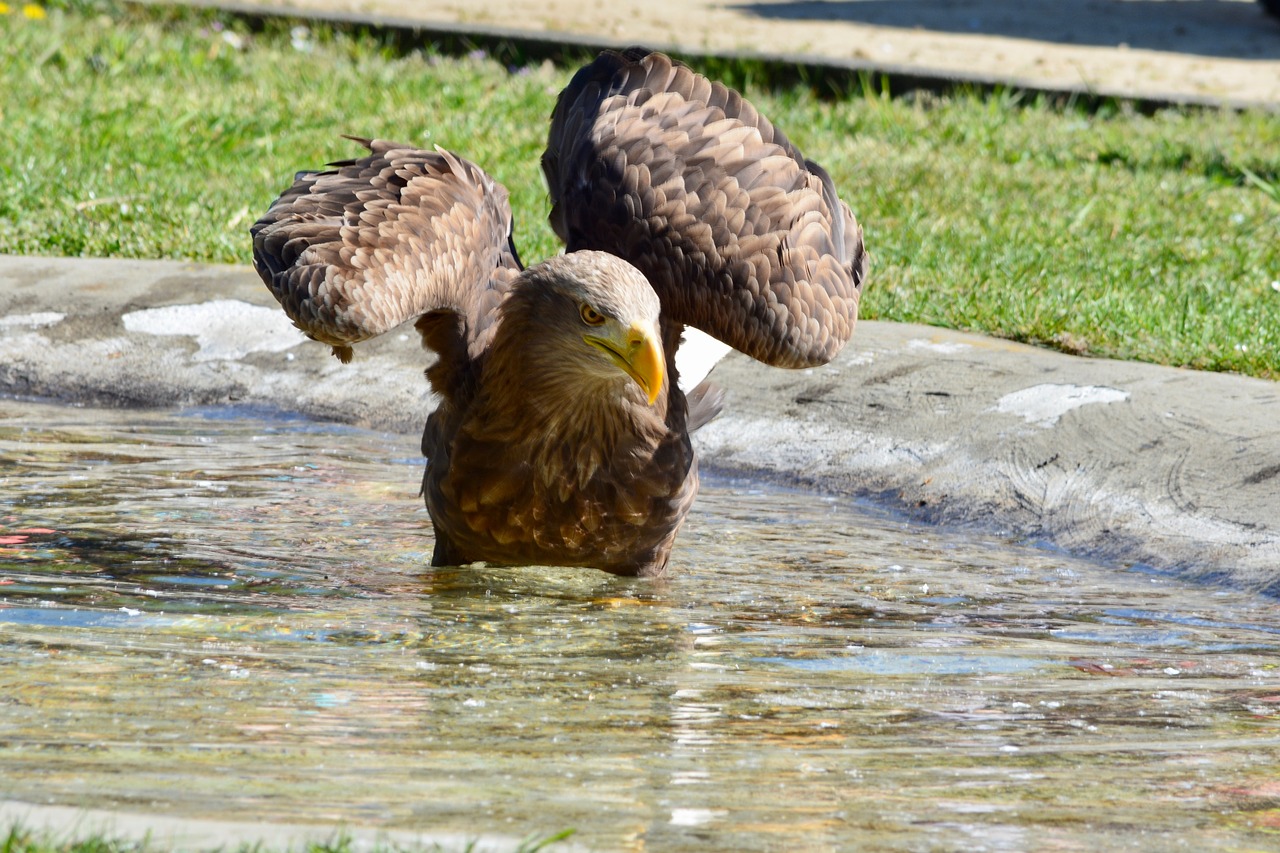 golden eagle  adler  bird free photo