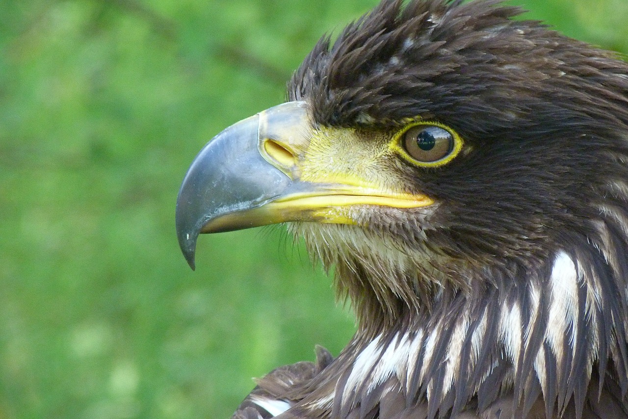 golden eagle bird bird of prey free photo