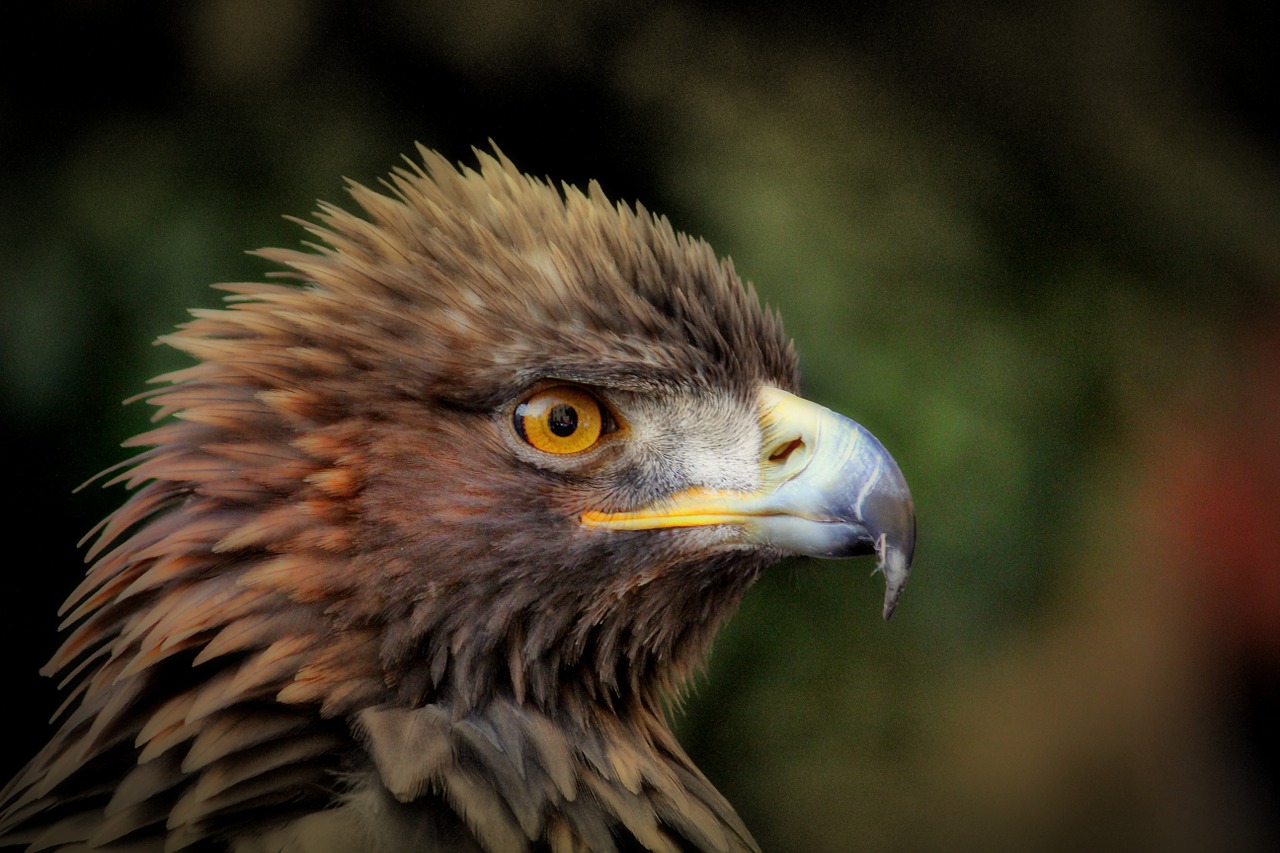 golden eagle adler bird free photo