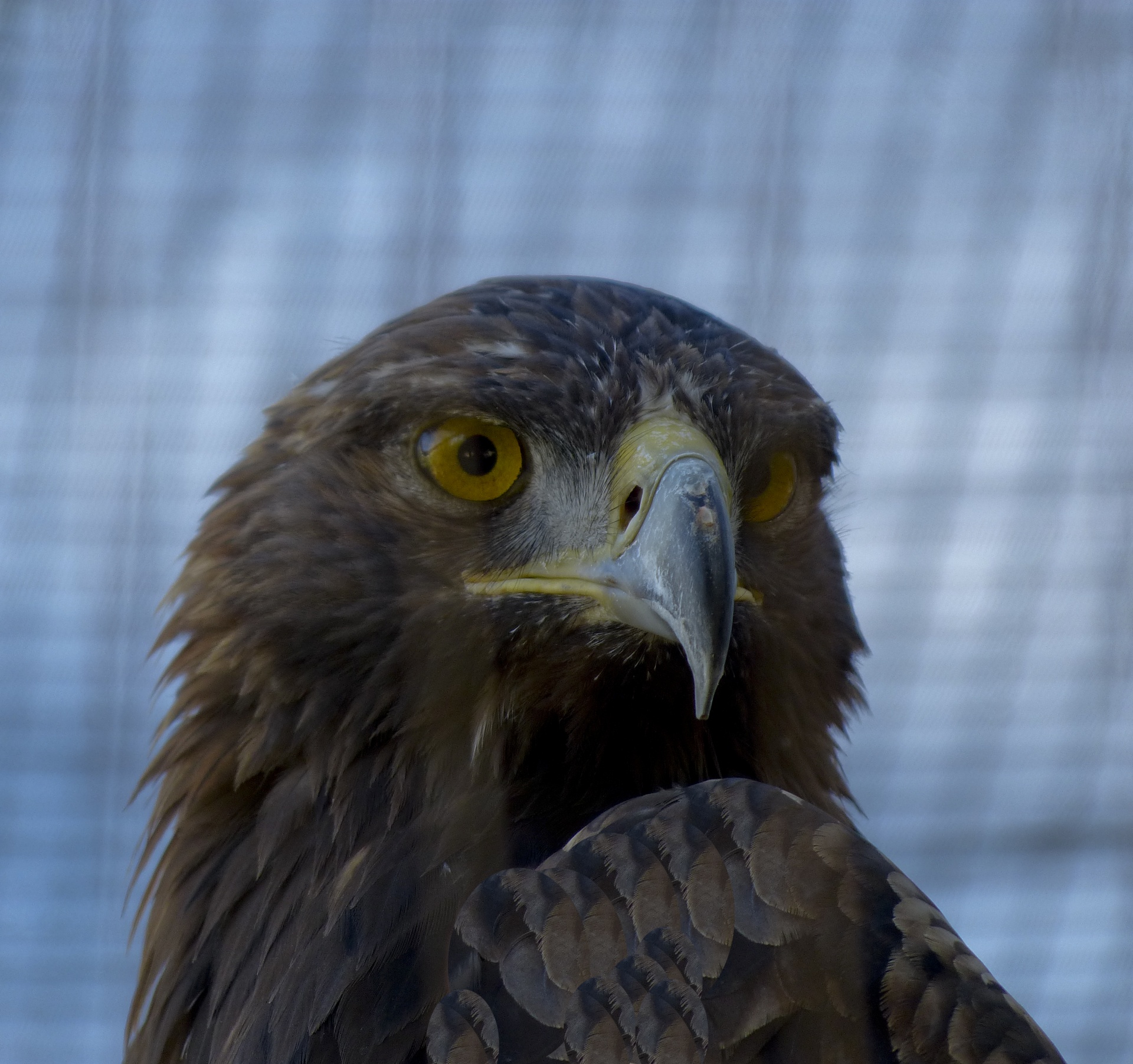 zoo eagle headshot free photo