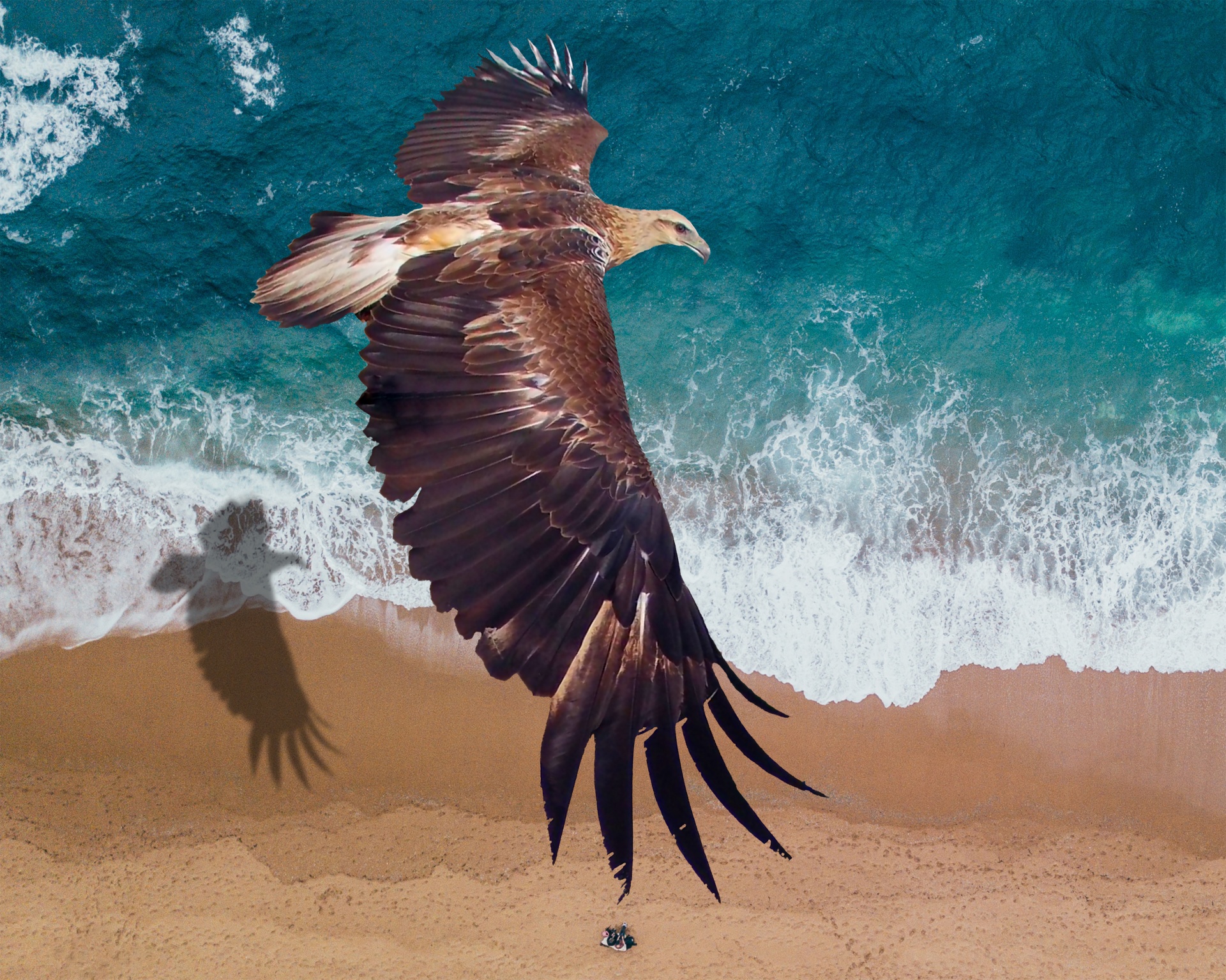 golden eagle eagle soaring free photo