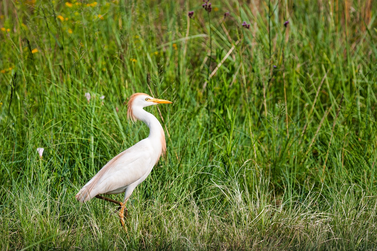 golden egret  bird  nature free photo