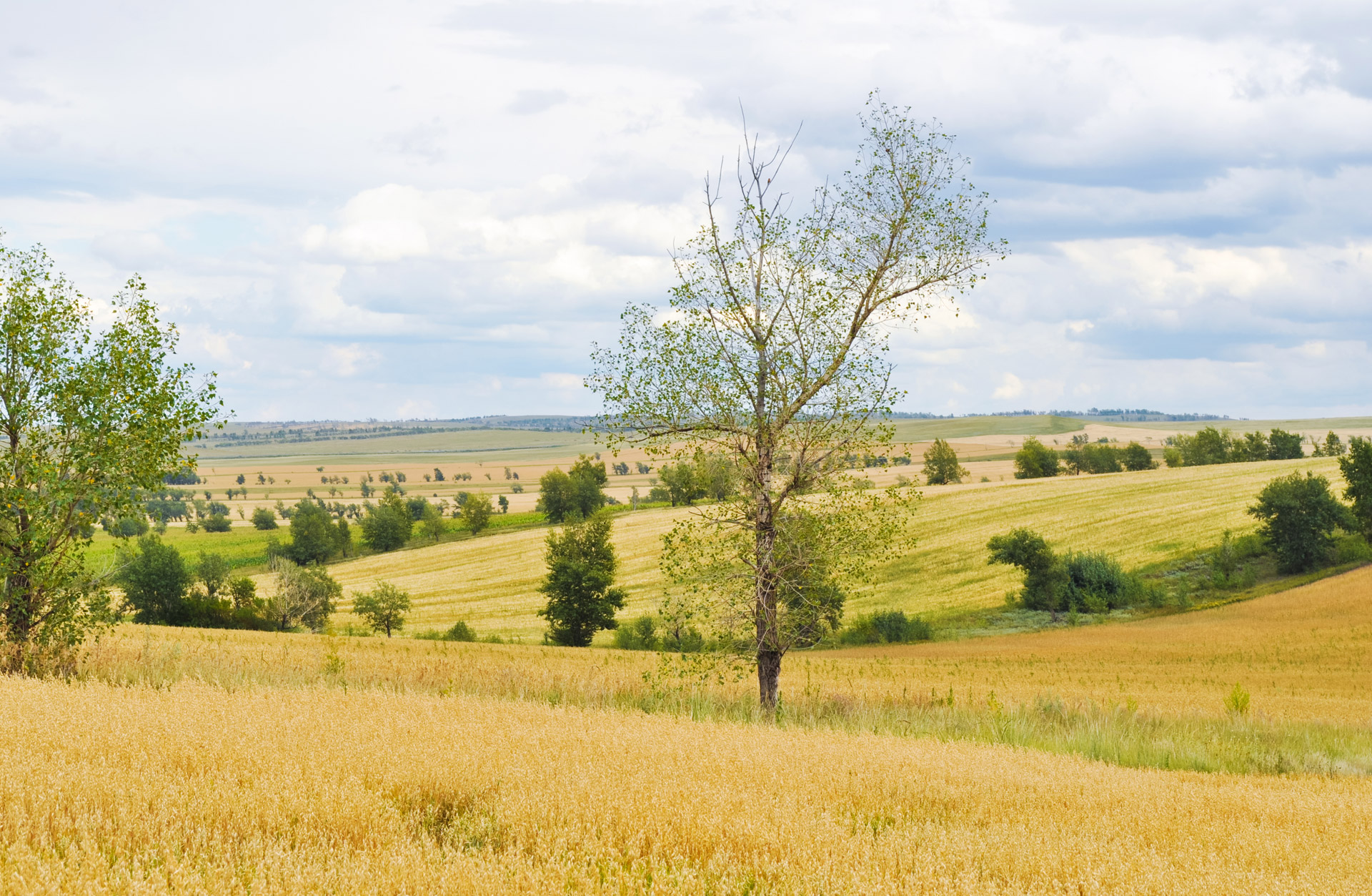 wheat harvest agriculture free photo