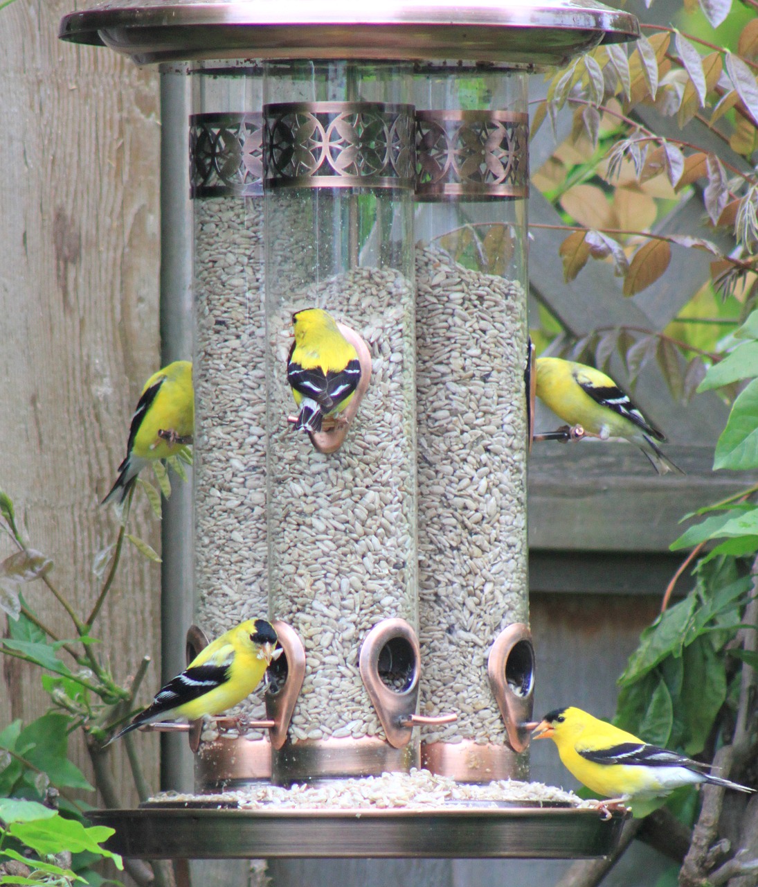 golden finch bird feeder eating free photo