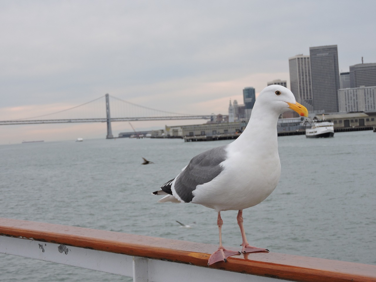 golden gate bridge san francisco fish free photo