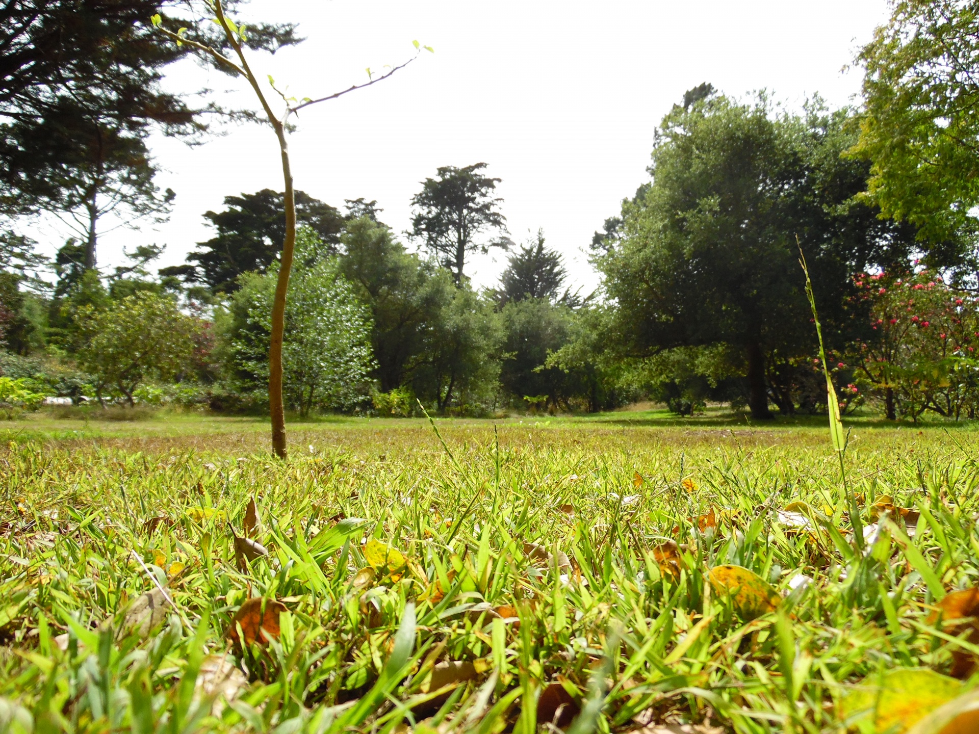 golden gate park field recreation free photo