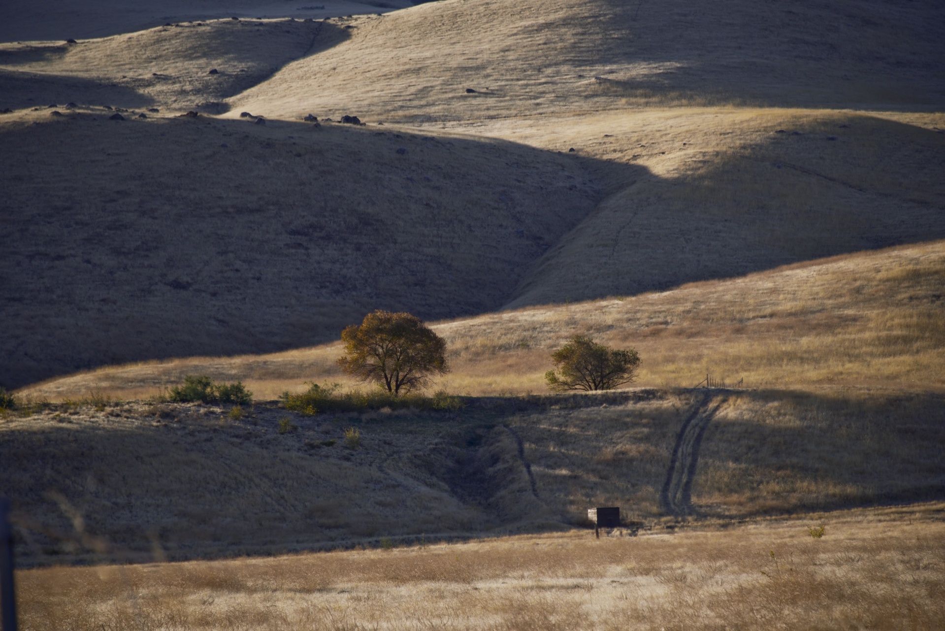 trees sunrise golden light free photo