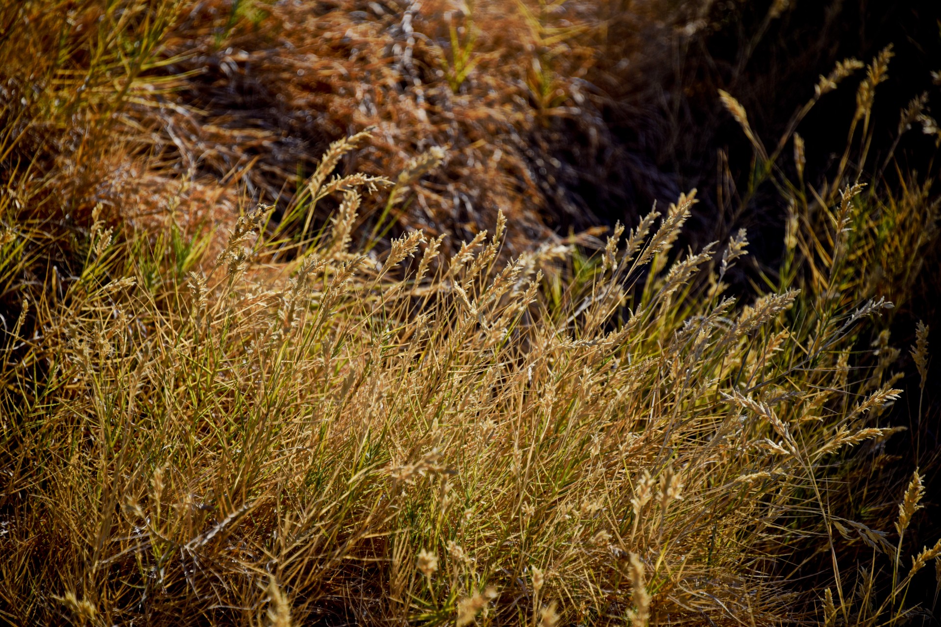 reeds golden grass free photo