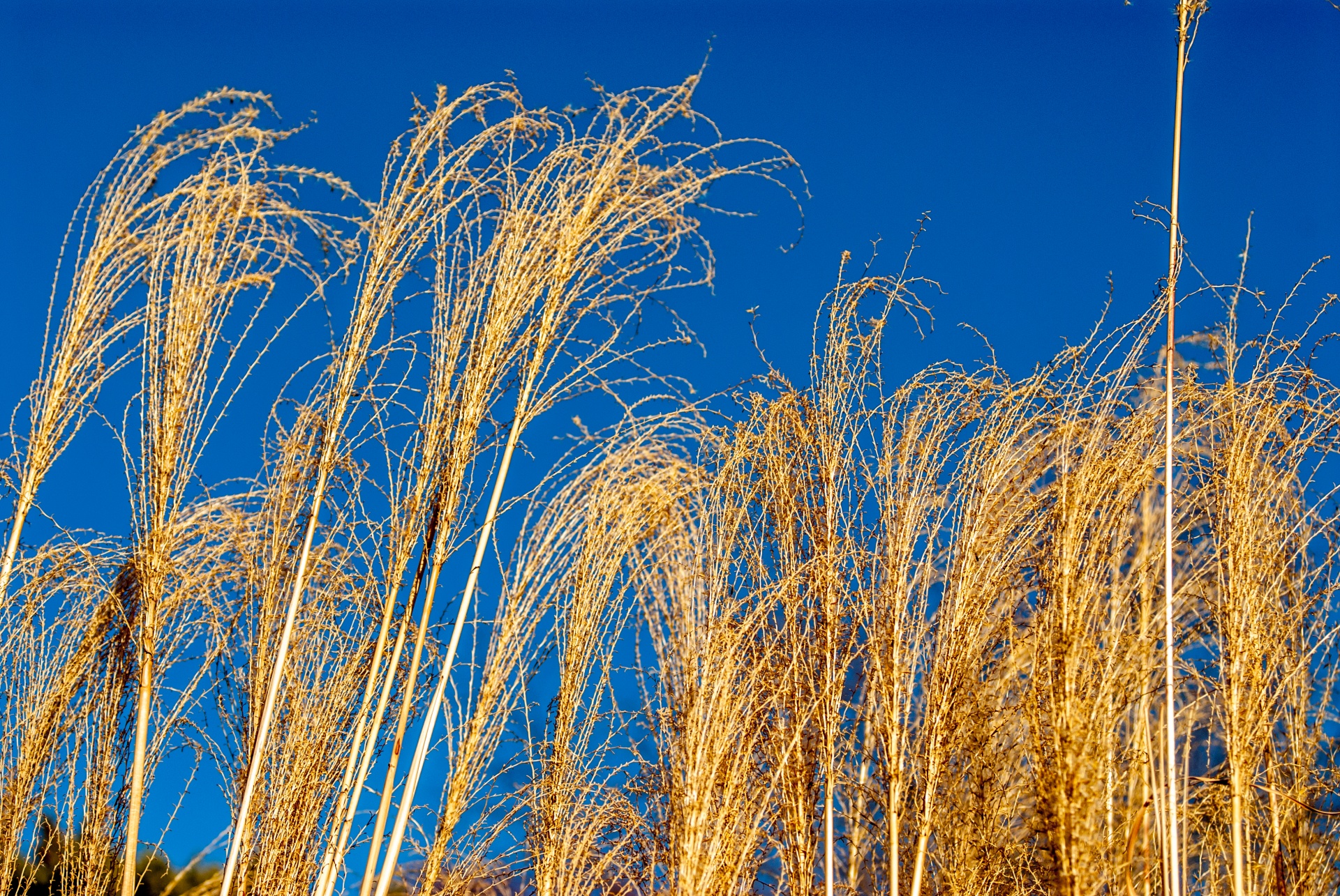 grass golden sky free photo