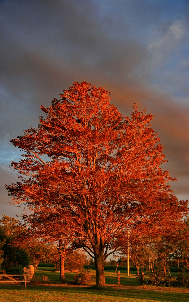 golden hour fall tree free photo