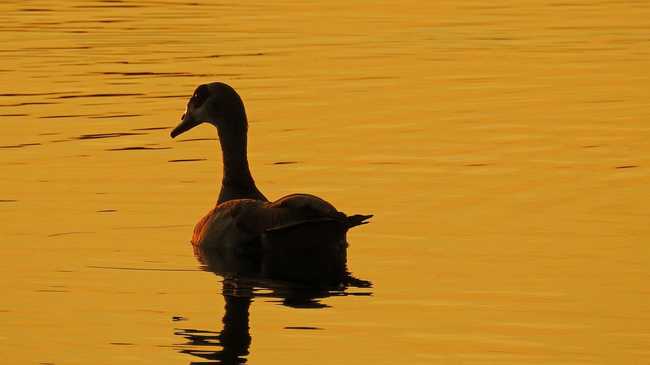 golden hour sunset water free photo