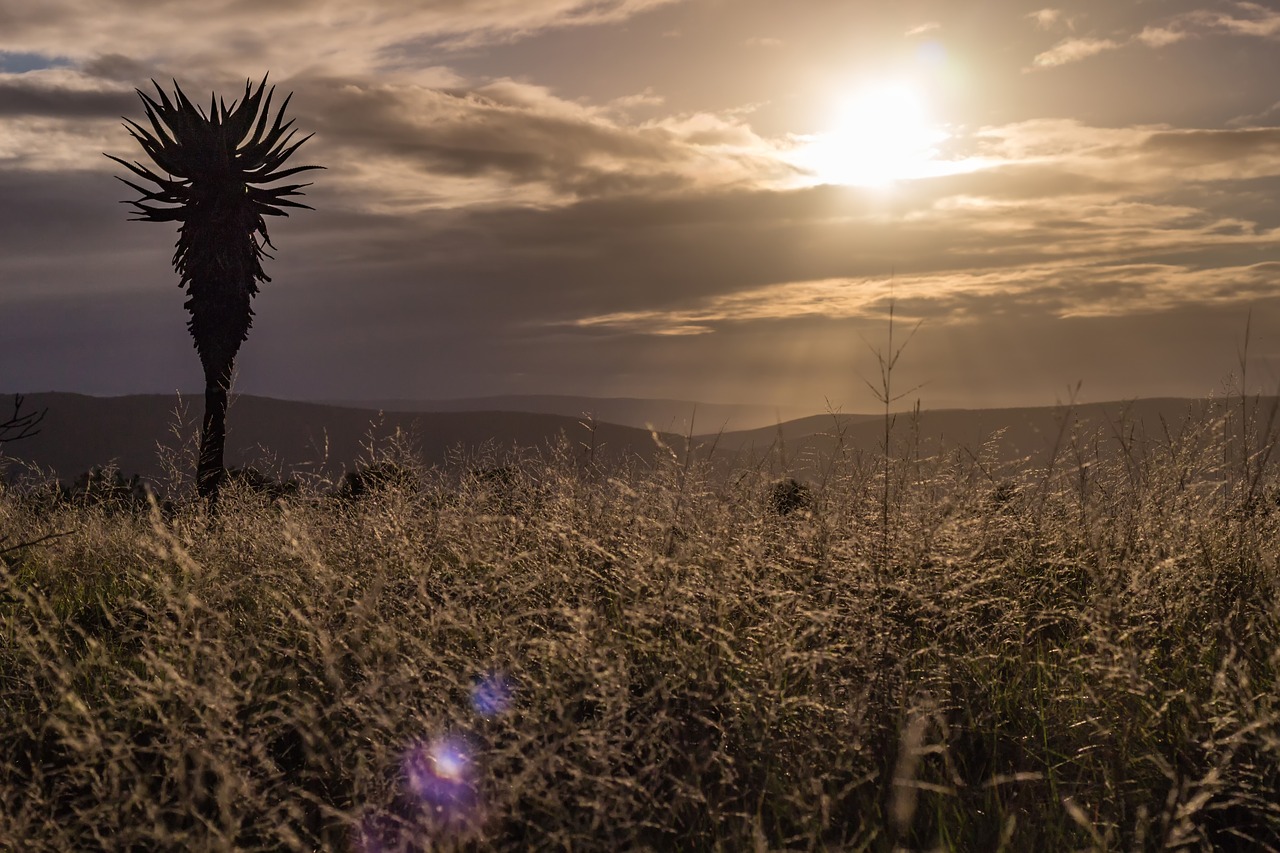 golden hour  sunset  sky free photo