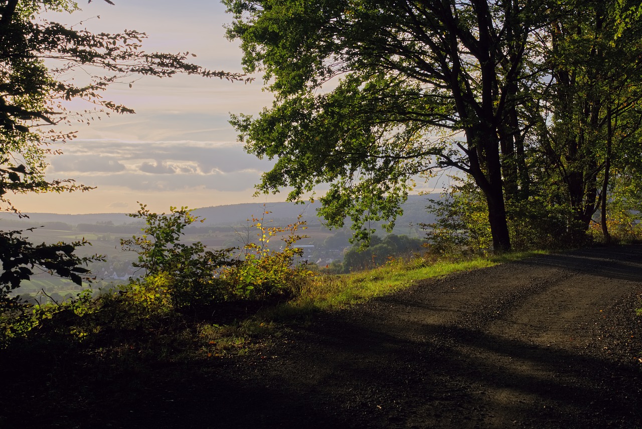 golden hour  forest  sunset free photo