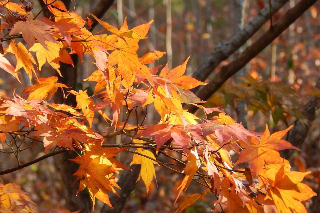 golden japanese maple japanese maple tree free photo