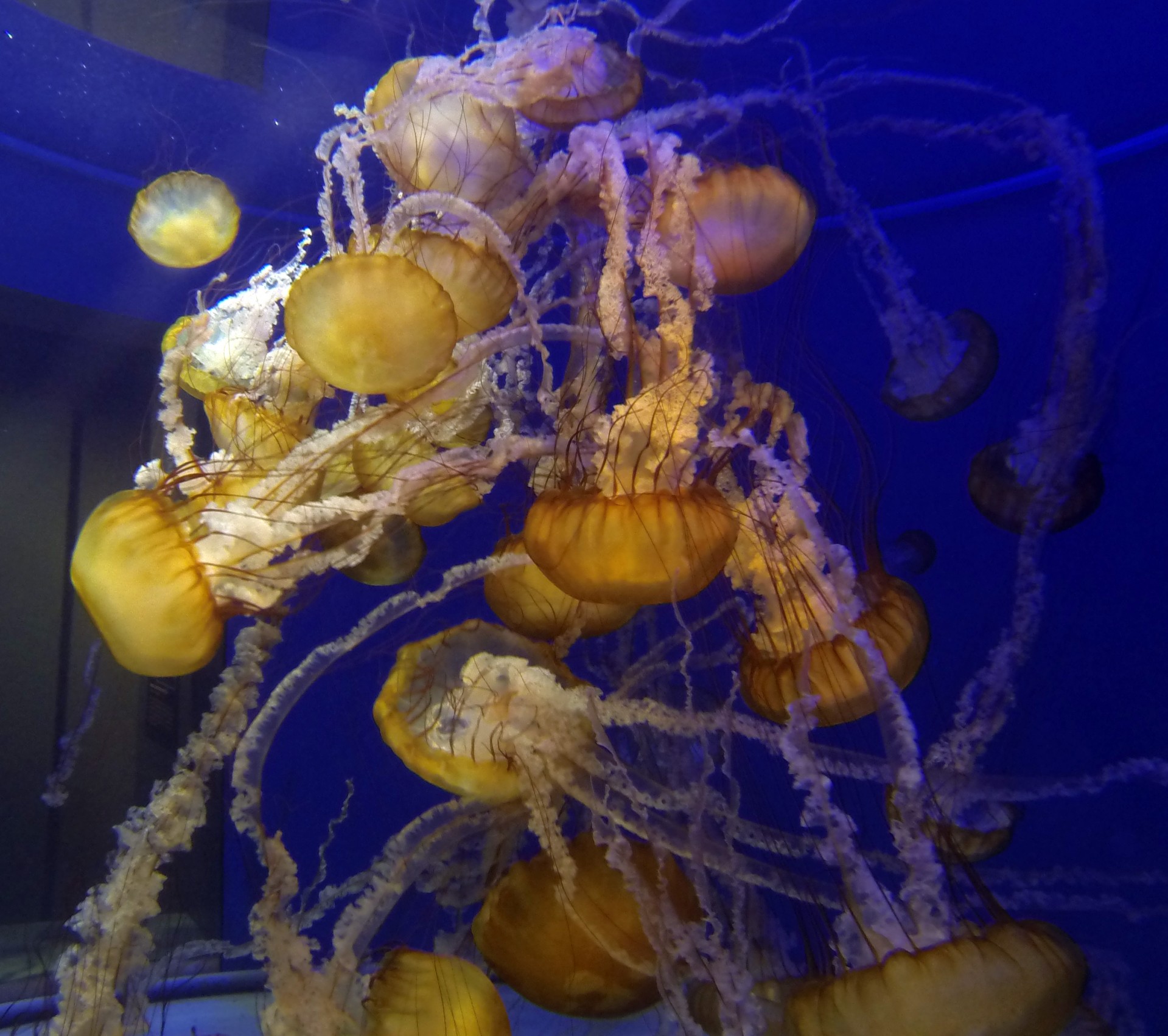 jellyfish golden yellow free photo