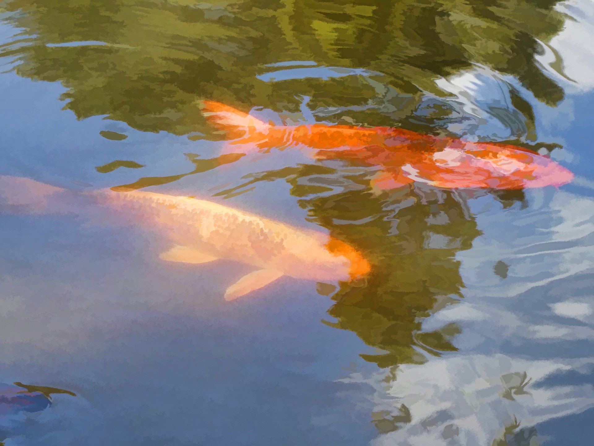 fish fishes koi free photo