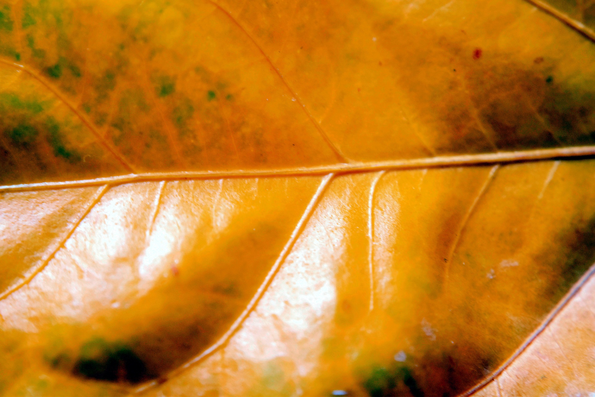 leaves macro golden free photo