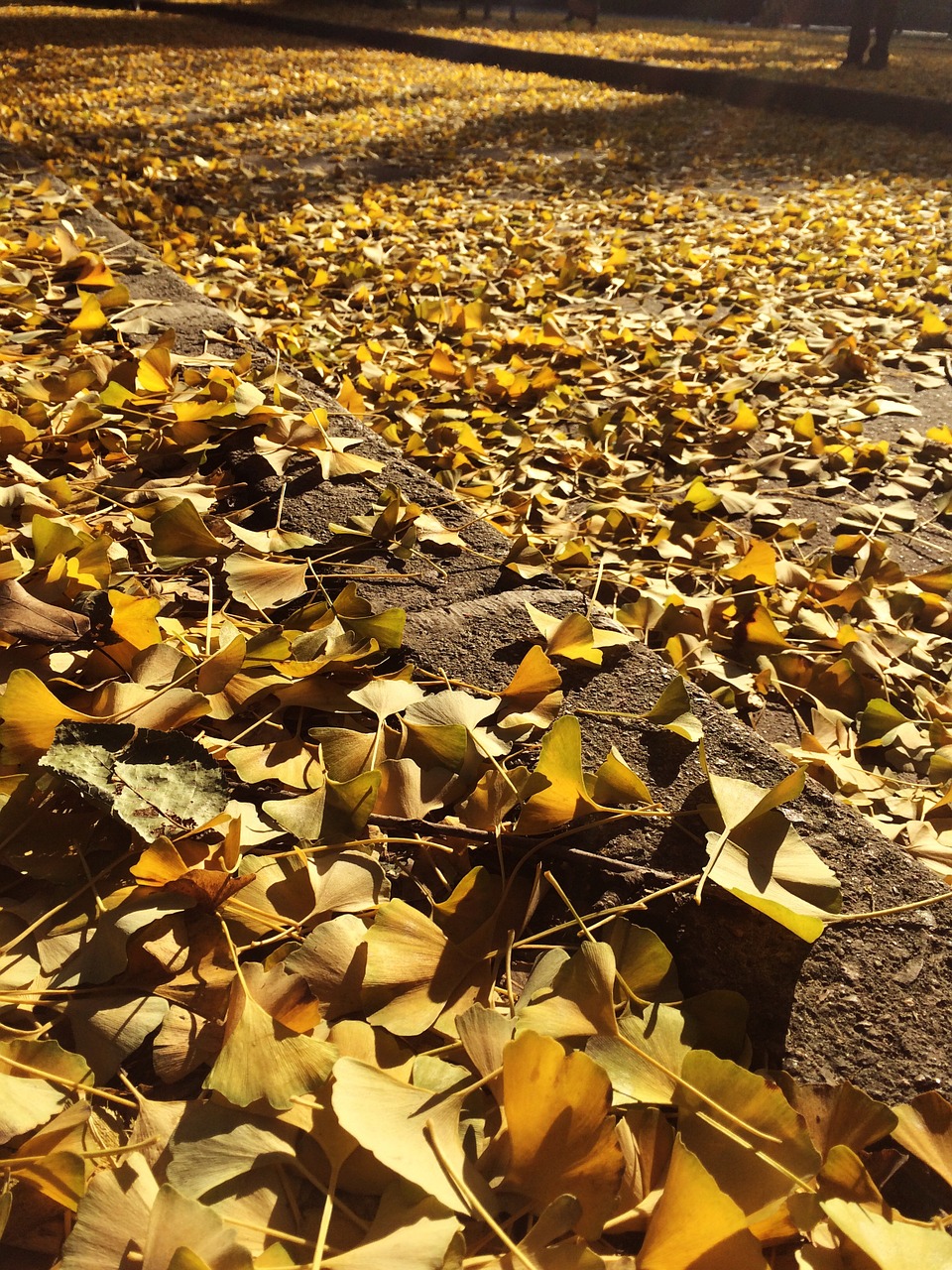 golden leaves autumn glorious free photo