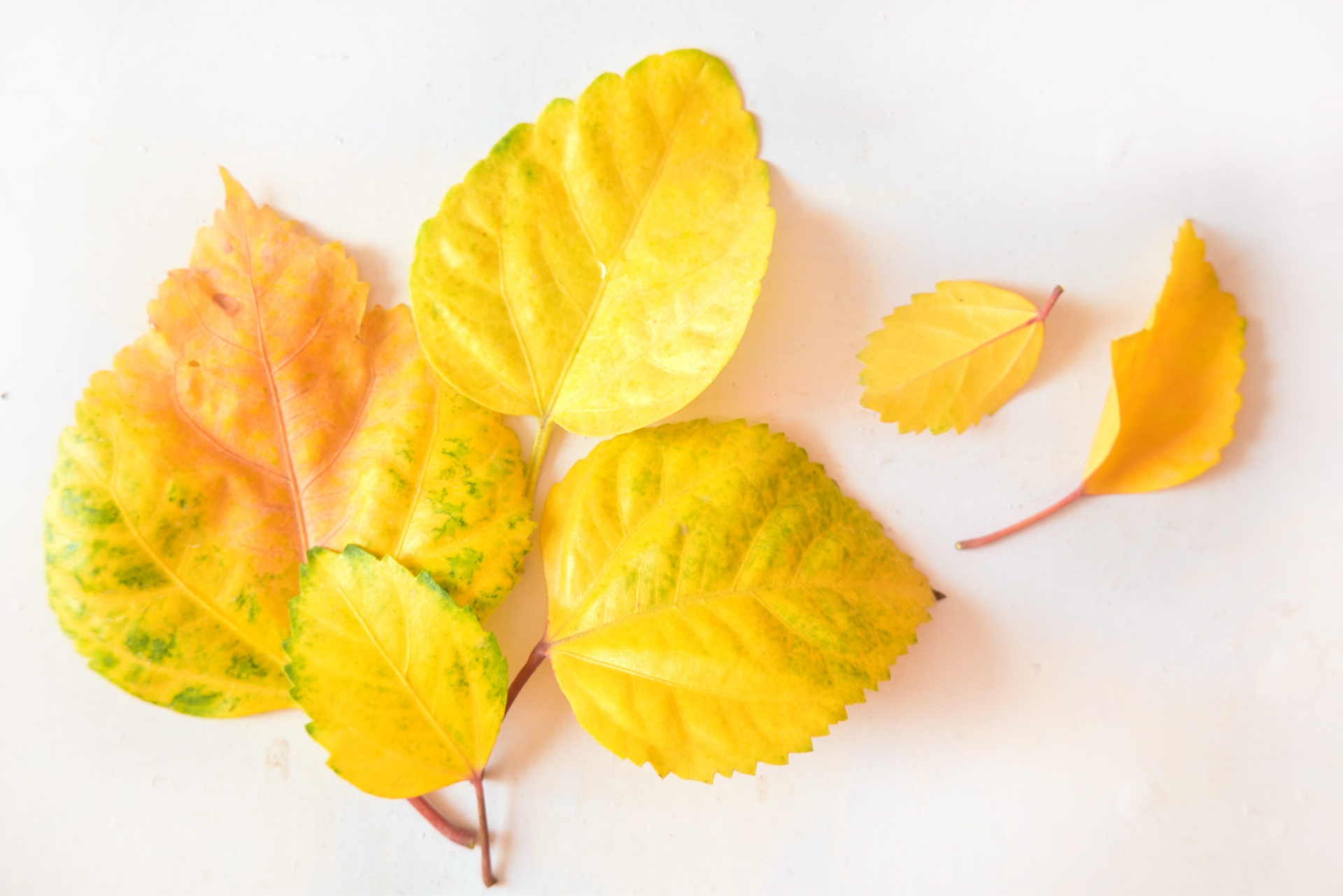 leaves foliage golden free photo