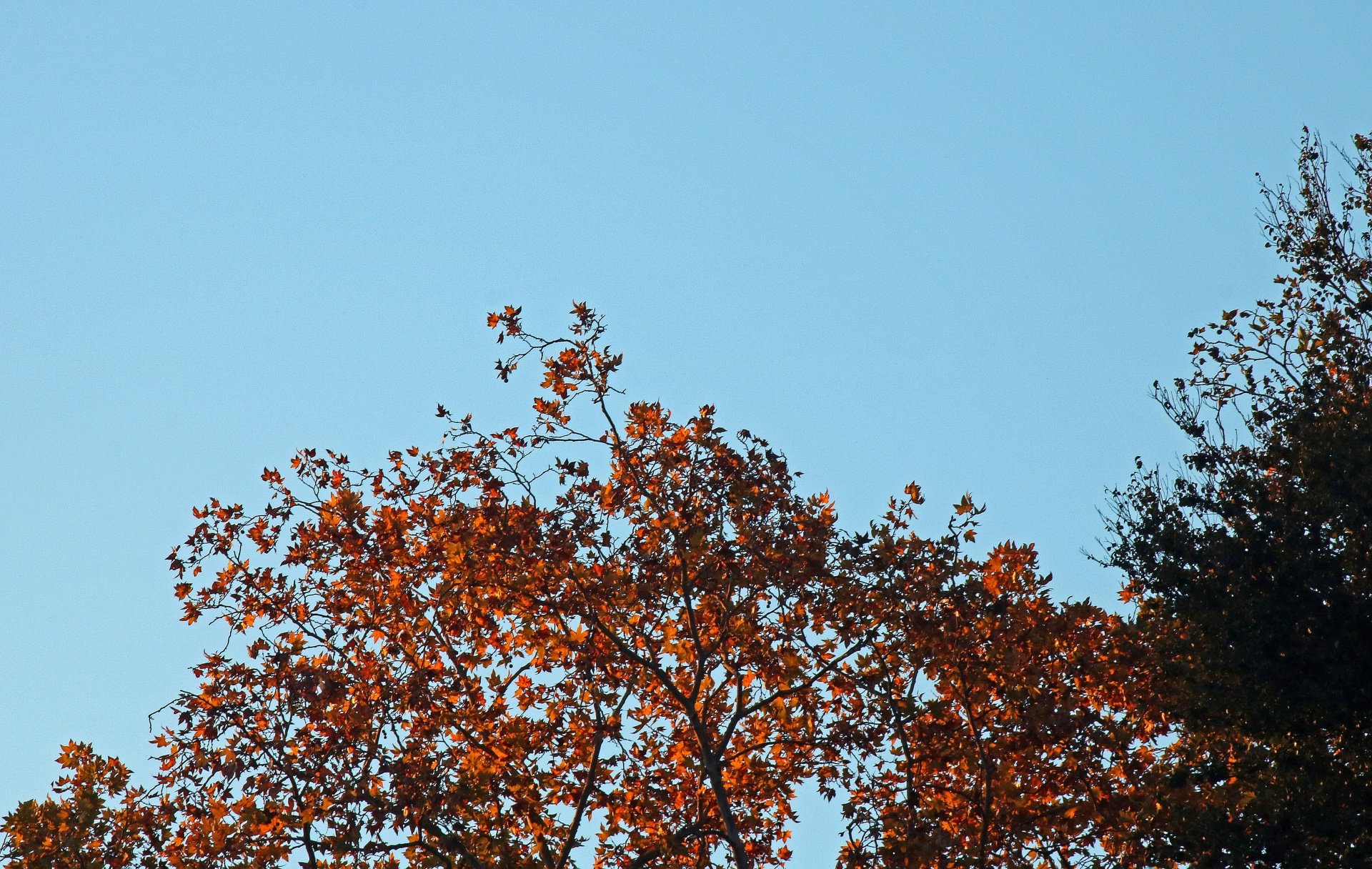 tree top leaves free photo