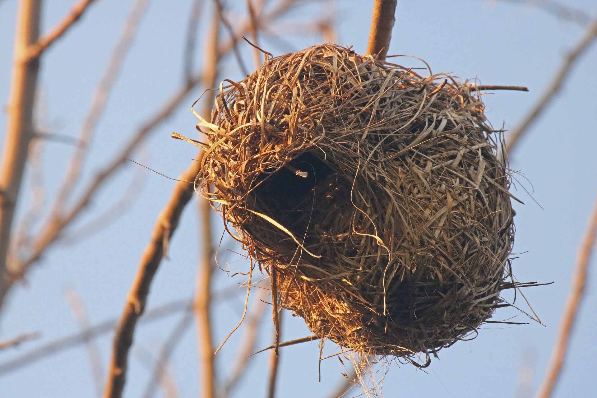 nest bird's weaver's free photo