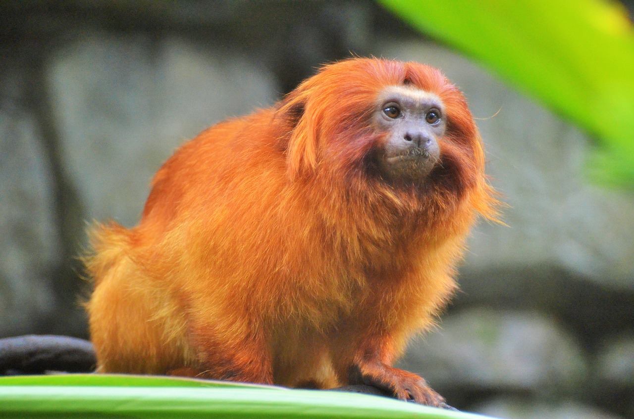 golden lion tamarin monkey primate free photo
