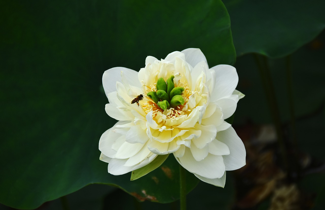golden lotus  blooming  flower free photo