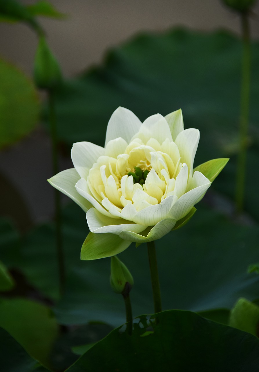 golden lotus  blooming  flower free photo