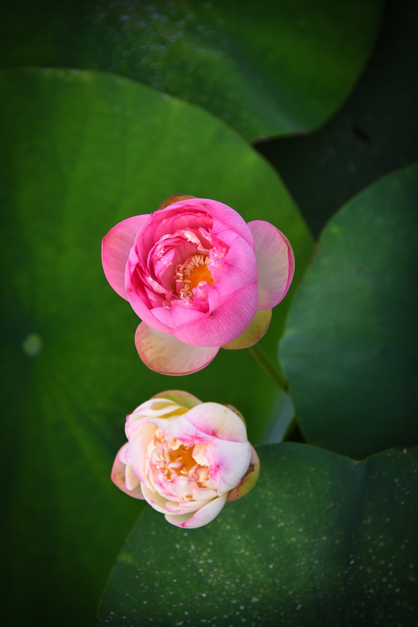 golden lotus border pink  outdoor  blooming free photo