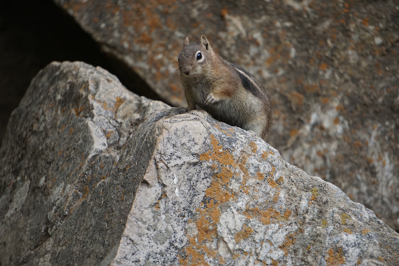 golden-mantled ground squirrel  colorado  wilderness free photo