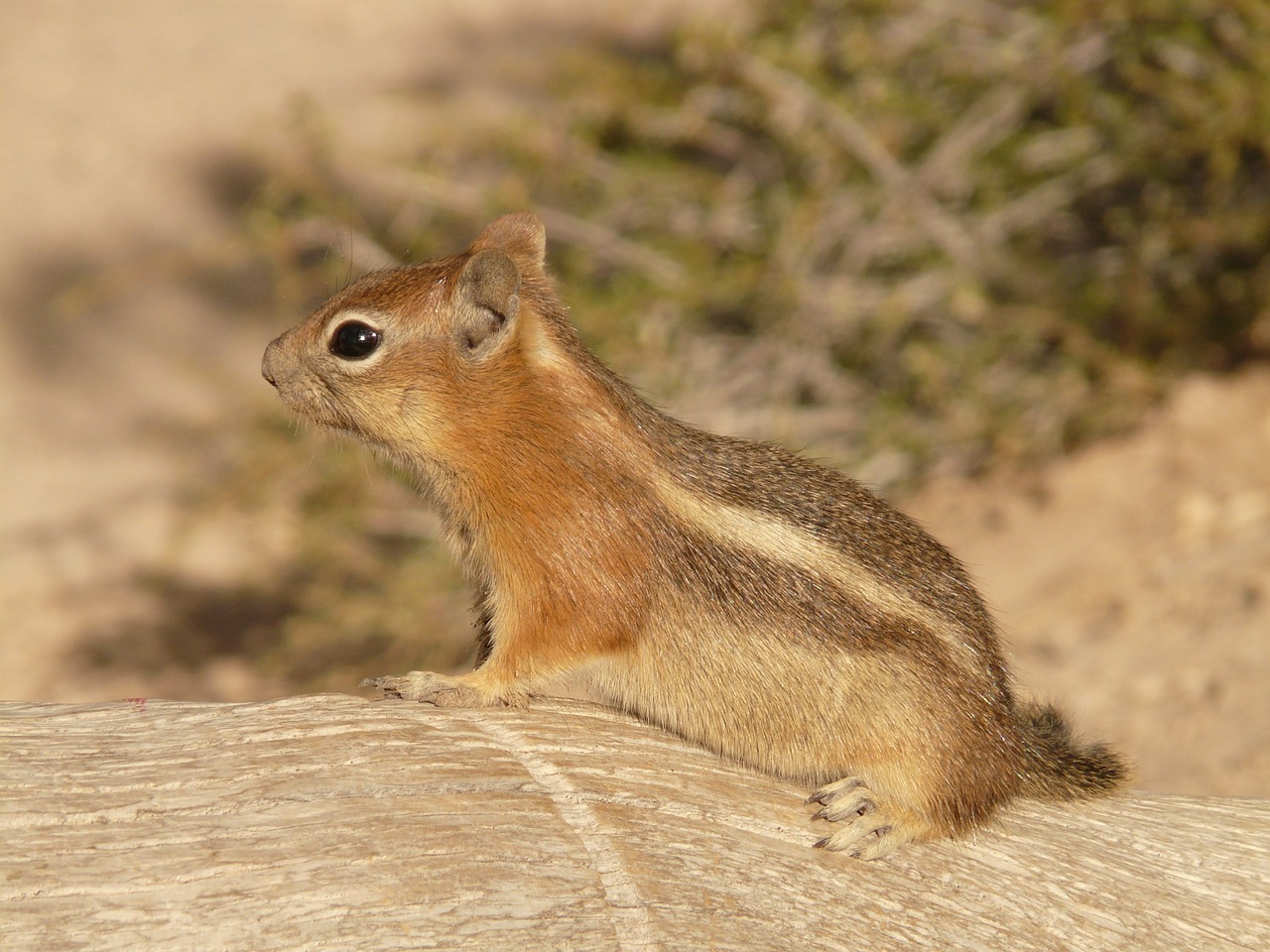 golden mantled ground squirrel spermophilus lateralis croissant free photo