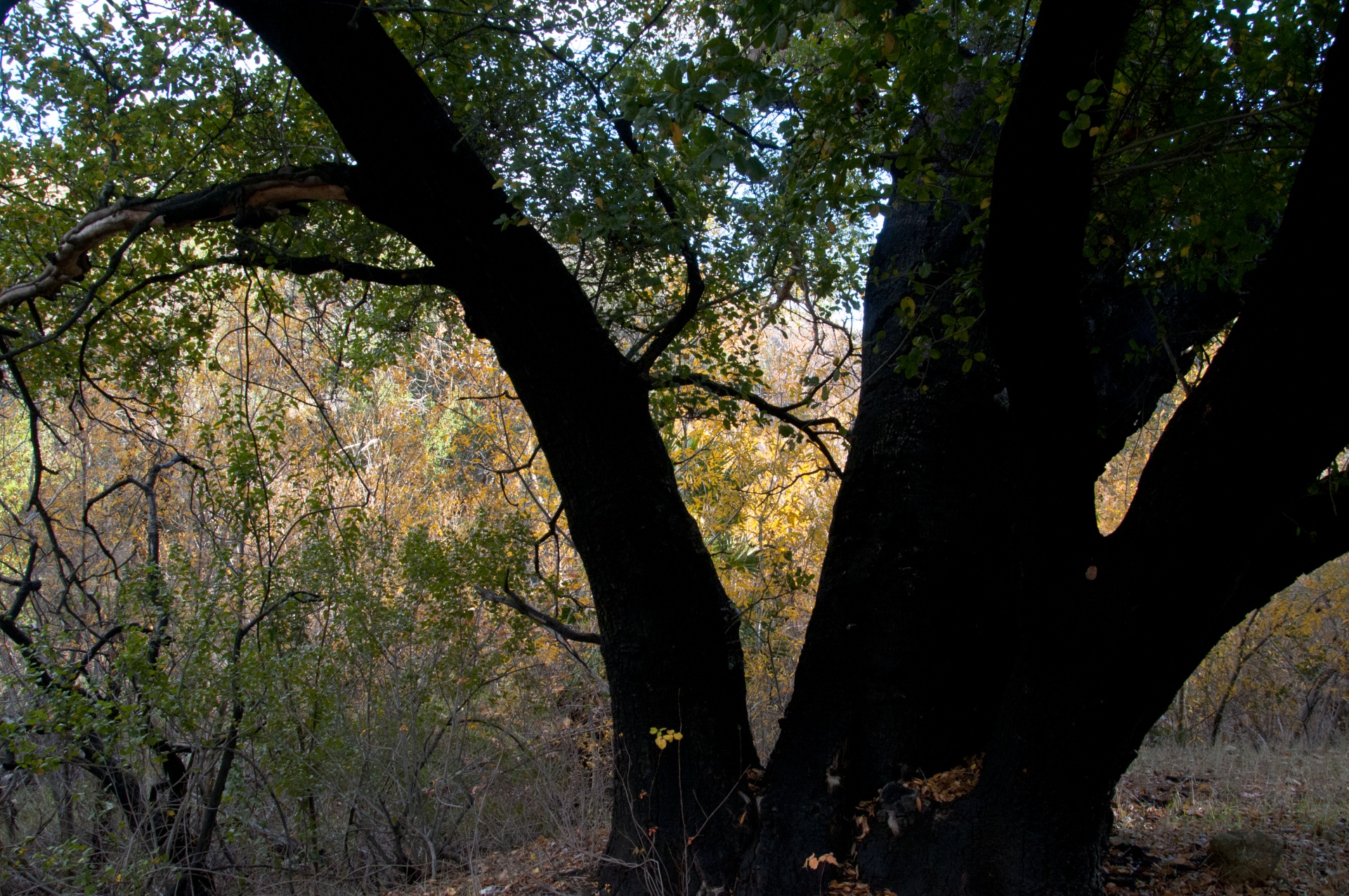 silhouette silhouetted tree free photo